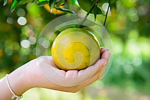 The woman reaches for the orange from the tree