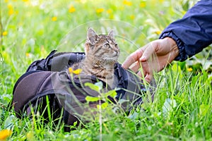 A woman reaches out to a kitten sitting in a backpack