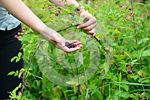 Woman reaps a crop of blackberries in the garden