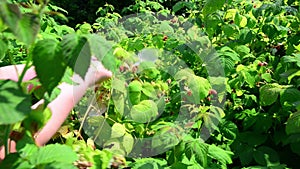 Woman reaps a crop of raspberries in garden