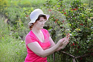 Woman reaps a crop of red currant in garden