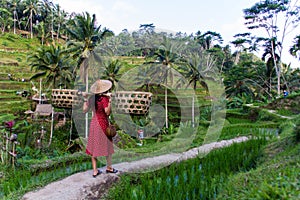 Woman in red with baskets in rice fields