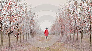 Woman in red coat walking alone between trees in apple garden at autumn season. Girl goes ahead away from camera