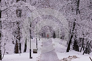 Woman in red with dog on winter alley in park on a snowy day