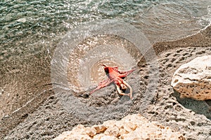 Woman red dress sea. Female dancer in a long red dress posing on a beach with rocks on sunny day