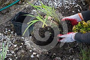 A woman in red gloves is planting flowers in the garden photo