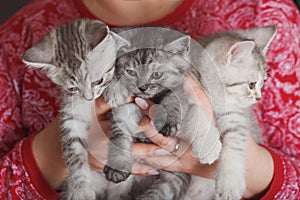 Woman in a red jacket holding three little furry gray kitten