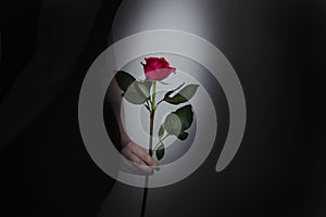 Woman with a red rose in her hand close-up, romantic valentines concept