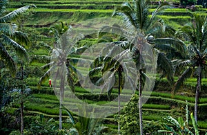 A Woman in Red Walks through the Jatiluwih Rice Terraces in Bali, Indonesia