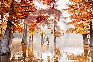 Woman relax on paddle board at the lake with reflection and Taxodium distichum trees. Autumnal season
