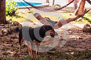 Woman relaxing in hammock with dog