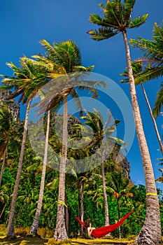 Woman relaxing in a hammock between palm trees on island, Palawan, Phillipines