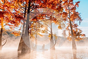 Woman relax on staand up paddle board at quiet lake with morning fog and fall Taxodium distichum trees