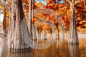 Woman relaxing on stand up paddle board at the lake among autumnal Taxodium distichum trees