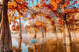 Woman relaxing on stand up paddle board at the lake among autumnal Taxodium distichum trees
