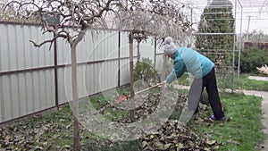 A woman removes fallen leaves in the fall. Gardening in the fall season. Cleaning the lawn from leaves. Autumn work in