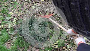 A woman removes fallen leaves in the fall. Gardening in the fall season. Cleaning the lawn from leaves. Autumn work in