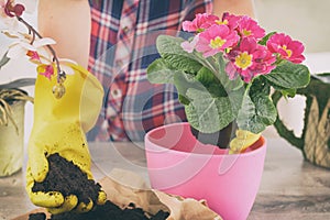 Woman replant plant in new pink pot