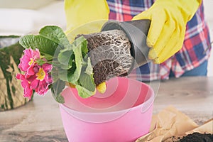 Woman replant plant in new pink pot