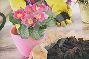 Woman replant plant in new pink pot