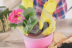 Woman replant plant in new pink pot