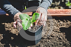 Woman replant a pumpkin seedling plant into a pot