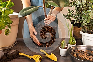 Woman Replanting Flowers and Planting Plants. Spring Houseplant Care, Waking Up Indoor Plants for Spring. Woman is