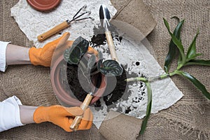 Woman replanting potted flowers, flatly, upper view design. Female hand, flowerpots, soil pile, plant sprout, rake and shovel on