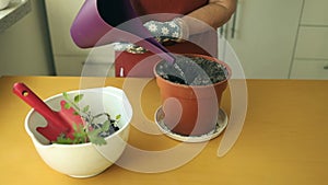 Woman replanting tomato eco plant in a new brown clay pot, the houseplant transplant at home