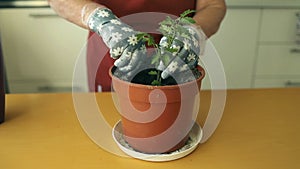 Woman replanting tomato eco plant in a new brown clay pot, the houseplant transplant at home