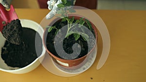 Woman replanting tomato eco plant in a new brown clay pot, the houseplant transplant at home