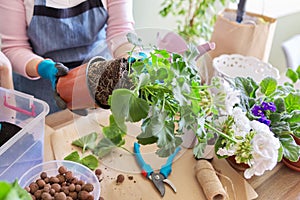 Woman replants purchased houseplant flower pelargonium in larger pot