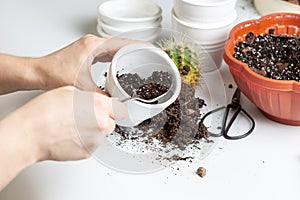 Woman repotting cactai into white ceramic pot