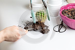 Woman repotting cactai into white ceramic pot