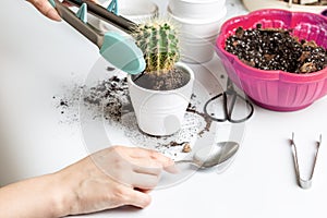 Woman repotting cactai into white ceramic pot