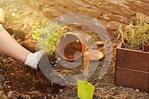 Woman repotting fresh mint outdoors