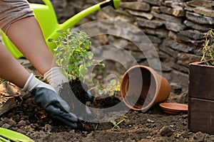 Woman repotting fresh mint outdoors