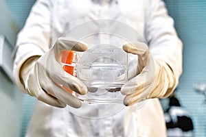 The woman researcher hold cell culture flask for monolayers cells in the culture medium to do the lab test .