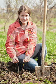 Woman resetting raspberry sprouts photo