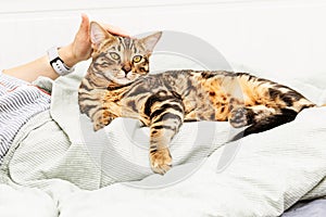 Woman is resting at home stroking her lovely Bengal cat. Pet in hands of hostess