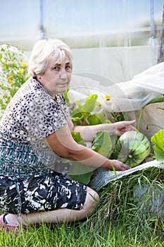 A woman of retirement age near a zucchini growing in a greenhouse