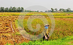 A woman on the rice field in Moc Chau, northern Vietnam