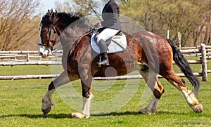 A woman rides a horse in nature