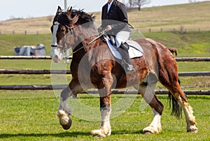 A woman rides a horse in nature