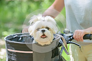 Woman riding a bike with her dog