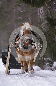 Woman riding with horsedrawn sleight in winter