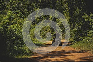 Woman riding quad atv running on wilderness field