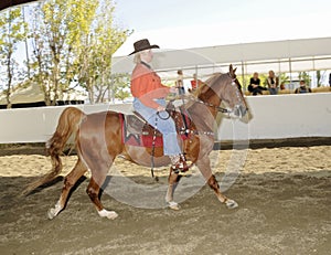 Woman riding Saddlebred horse