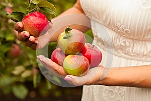 Woman with ripe apples in a hand. Apple harvest. Autumn concept