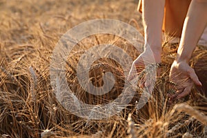 Woman in ripe wheat spikelets field, closeup